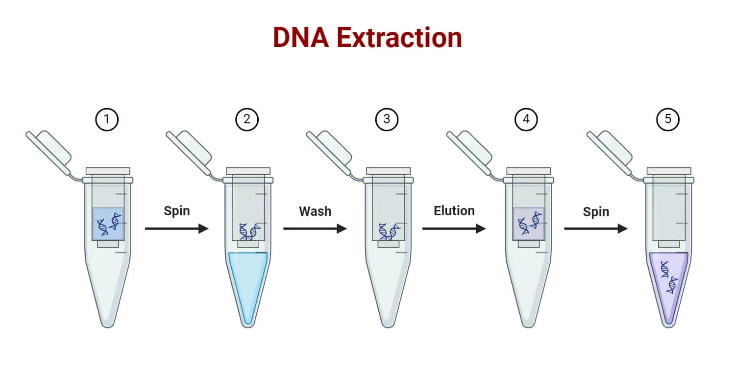 استخراج DNA