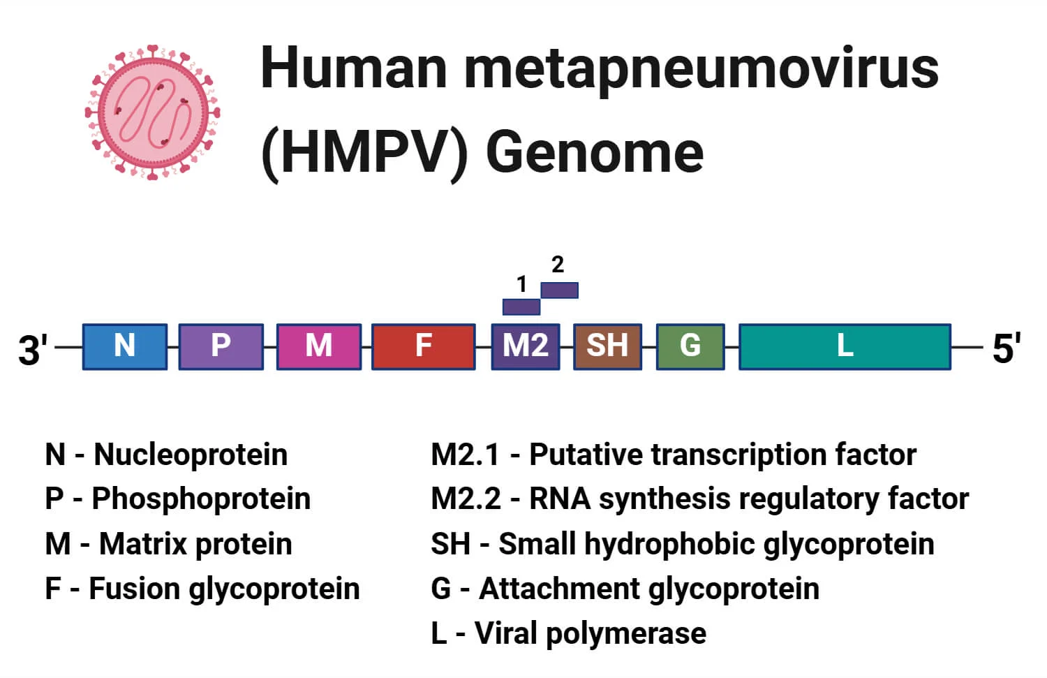 ژنوم متاپنوموویروس انسانی
