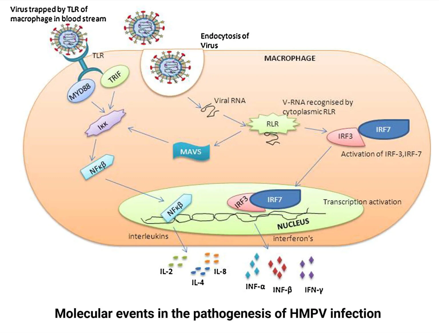 عفونت متاپنوموویروس انسانی