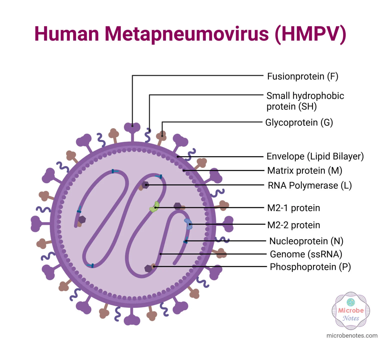 ساختار ویروس HMPV