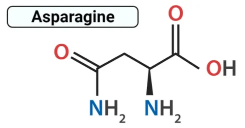 ساختار آسپارژین