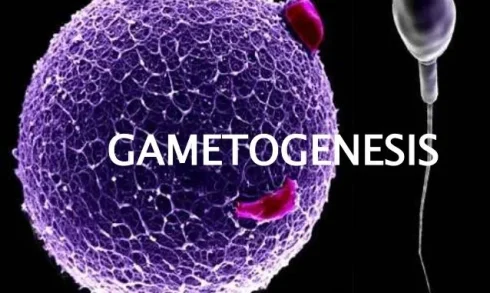 گامتوژنز چیست؟