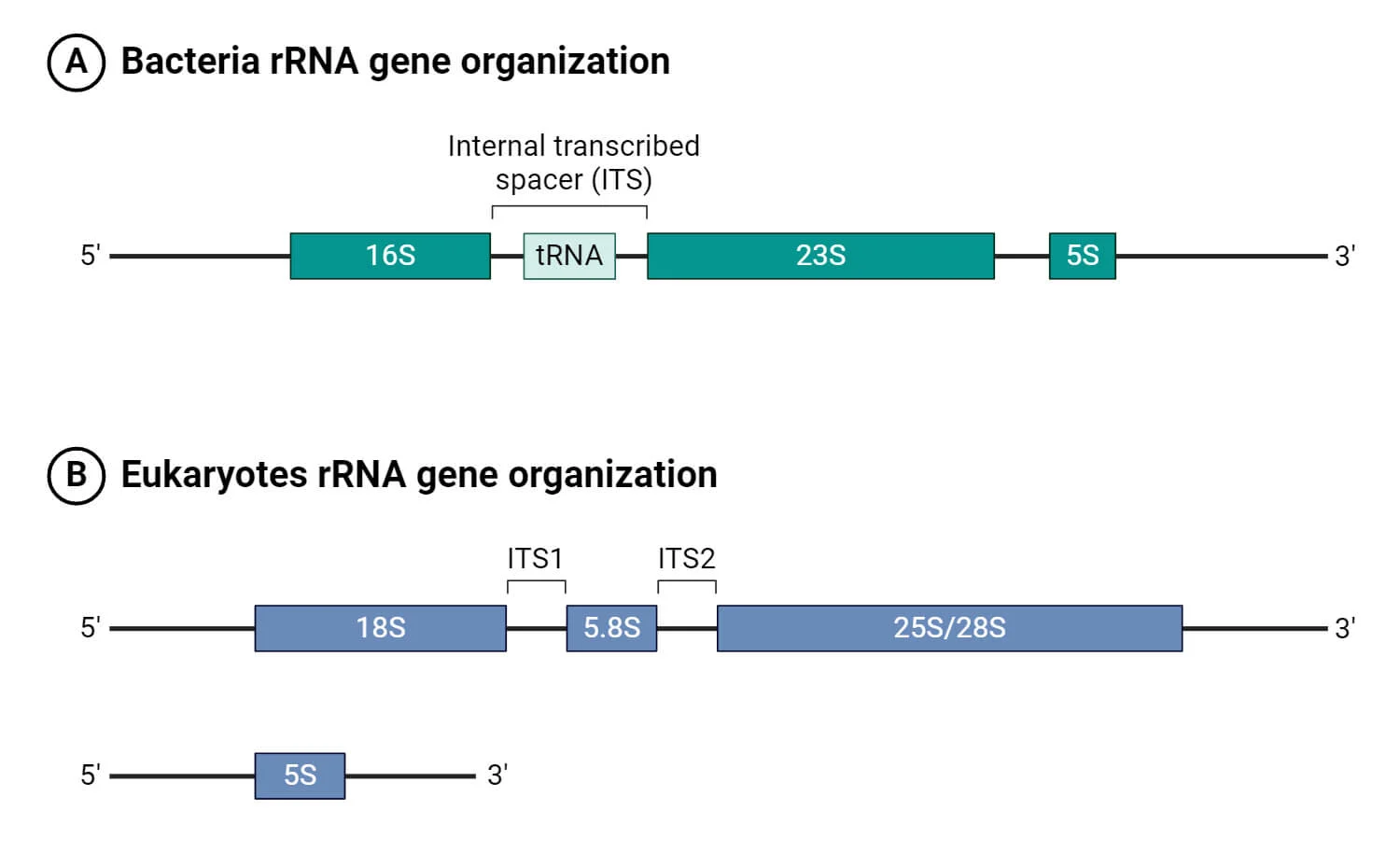 توالی یابی 16S rRNA و توالی یابی 18S rRNA