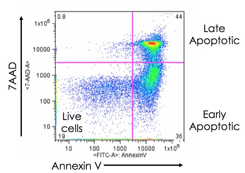 آپوپتوز و انکسین v