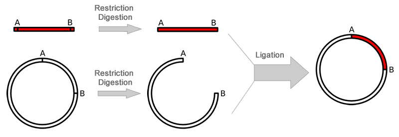 لیگاسیون ژن با وکتور