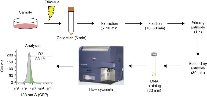 گام های آماده سازی نمونه برای فلوسایتومتری