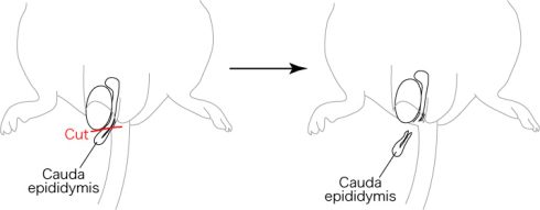 مدل موش نابارور آزمایشگاهی