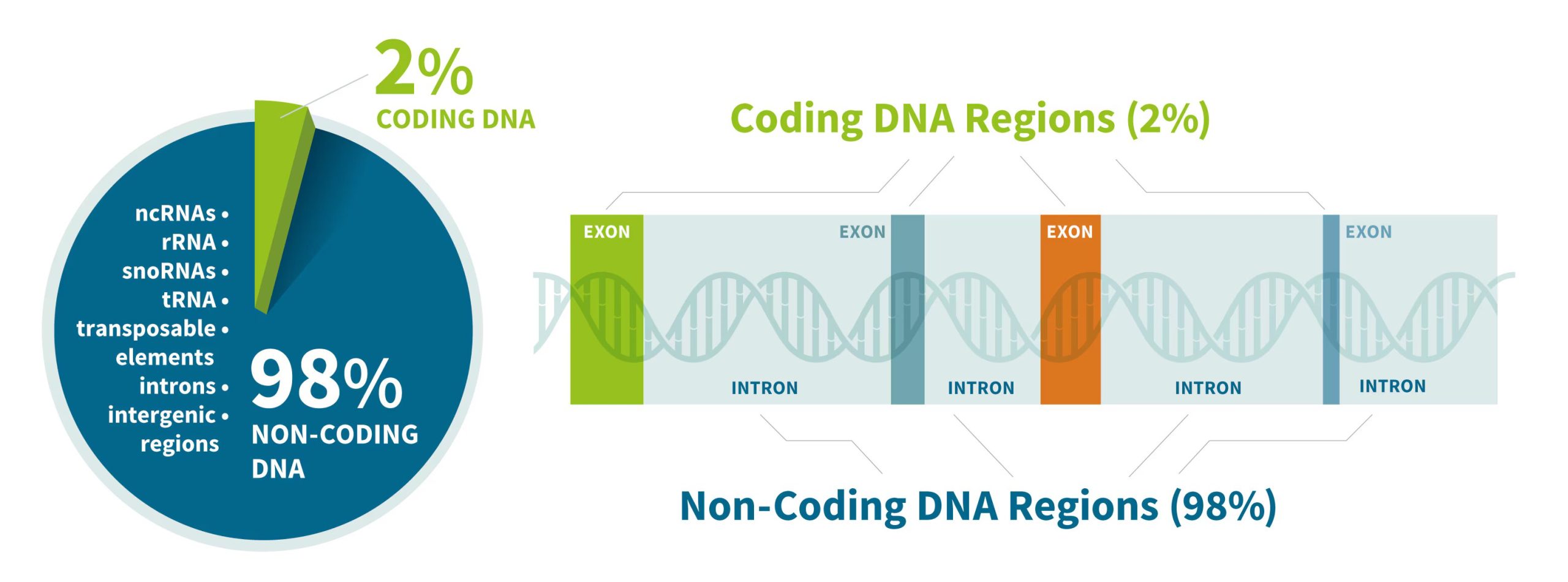 DNA غیر کد کننده