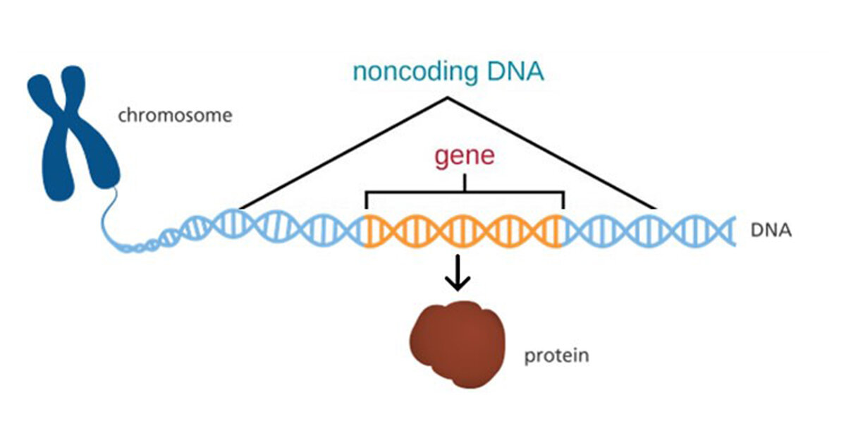 DNA غیر کد کننده ۲