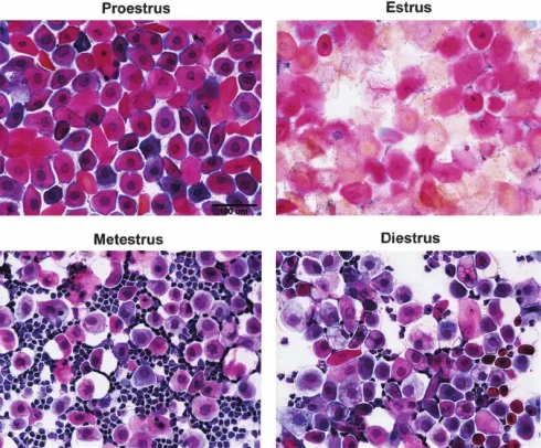 چرخه تولید مثلی در جوندگان: مراحل چرخه استروس