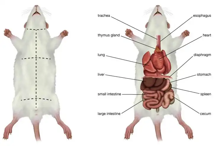 سیستم گوارشی رت و موش
