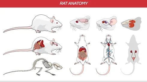 آناتومی موش سوری و رت