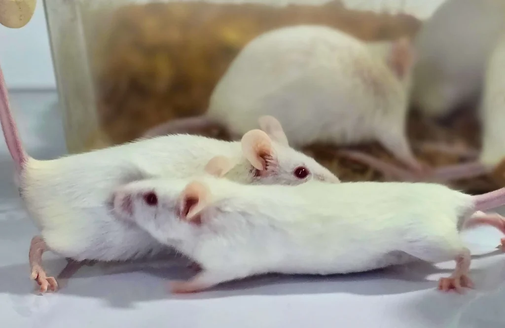 خدمات حیوانات آزمایشگاهی