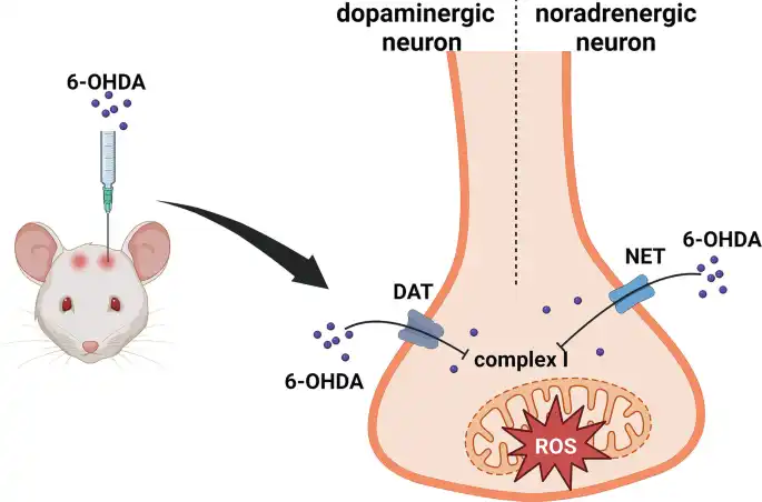 آسیبرسانی با –OHDA6