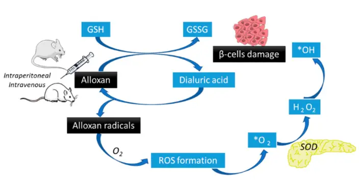دیابت نوع 1 القا شده توسط آلوکسان در جوندگان