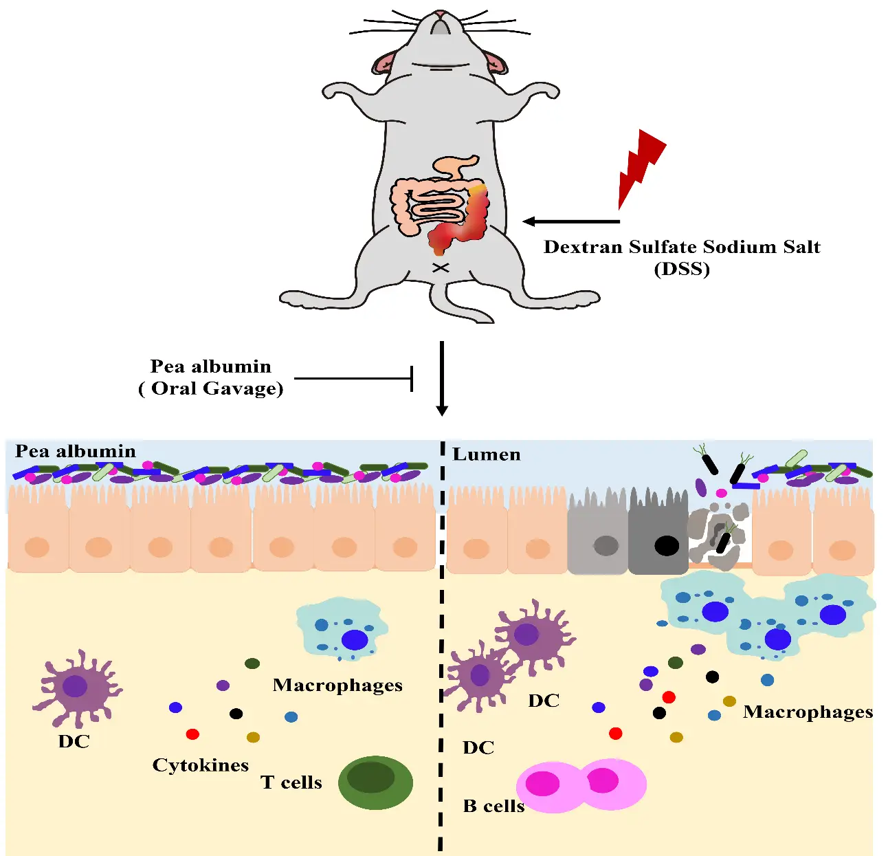 القای کولیت در جوندگان