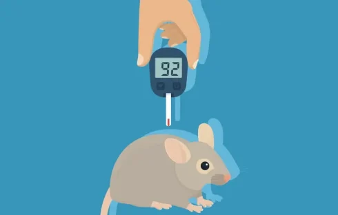 القای دیابت در جوندگان