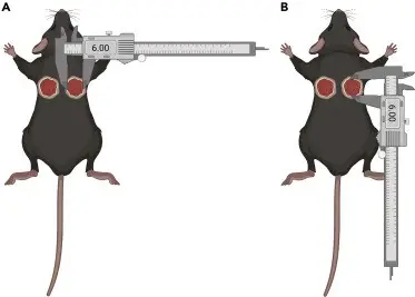 مدل‌سازی بیماری‌های پوستی در جوندگان