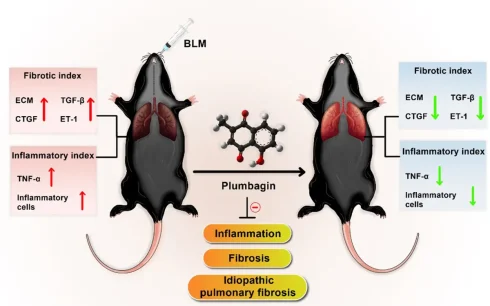 مدل‌سازی فیبروز ریوی و آسیب حاد ریوی در جوندگان