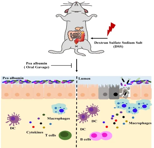 القای کولیت در جوندگان