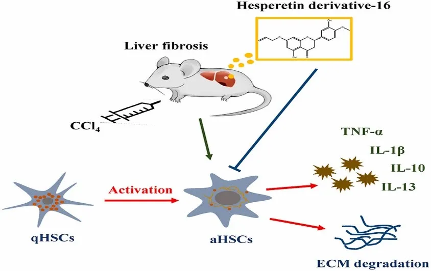 التهاب مزمن کبدی ناشی از تتراکلرید کربن (CCl₄)
