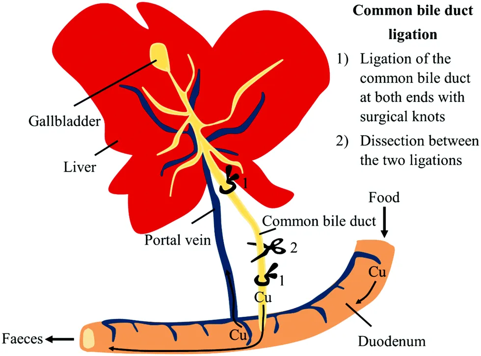 بستن مجرای صفراوی (BDL) به عنوان مدلی از التهاب کلستاتیک کبد