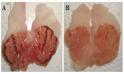 القای زخم معده در جوندگان