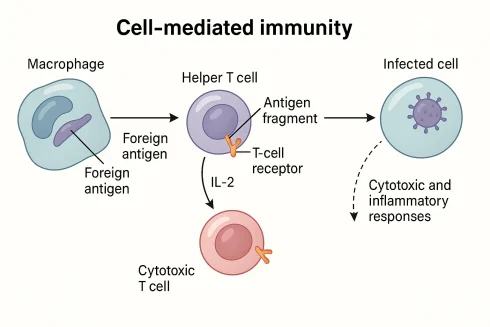 ایمنی سلولی