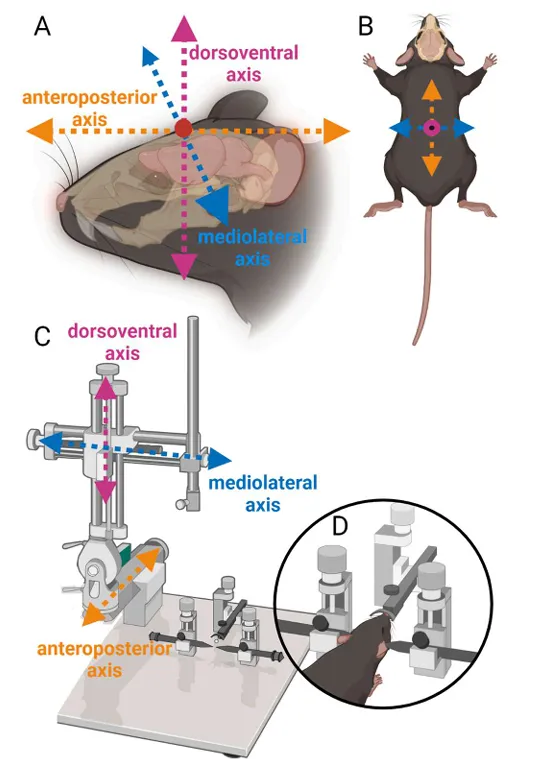 دستگاه استریوتاکسیک