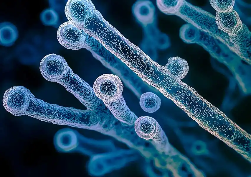 مورفولوژی کلستریدیوم تتانی