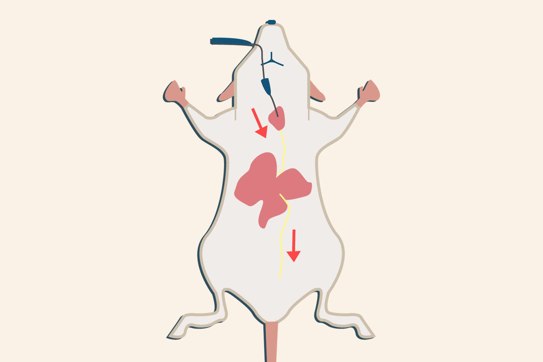 بیماری های کبدی