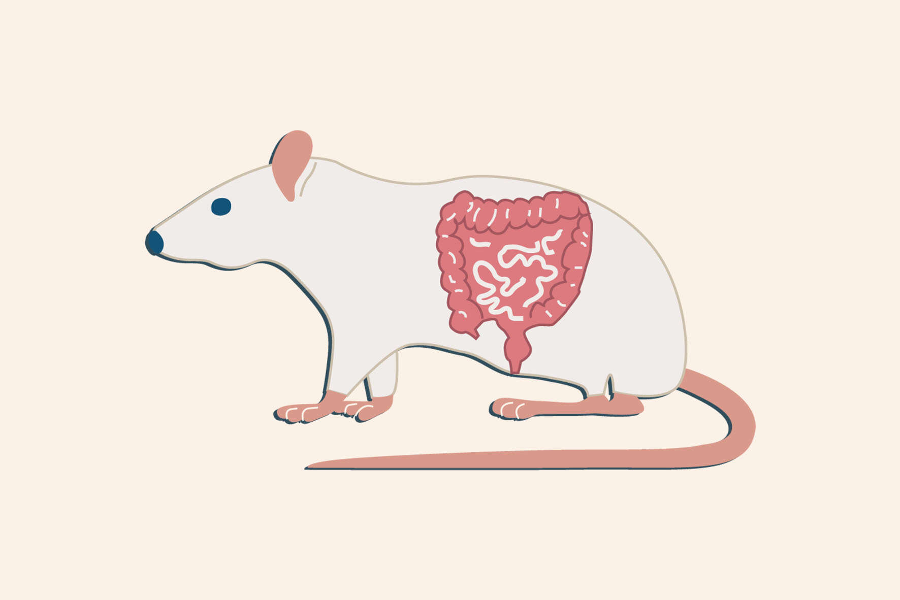 مدل التهابی روده