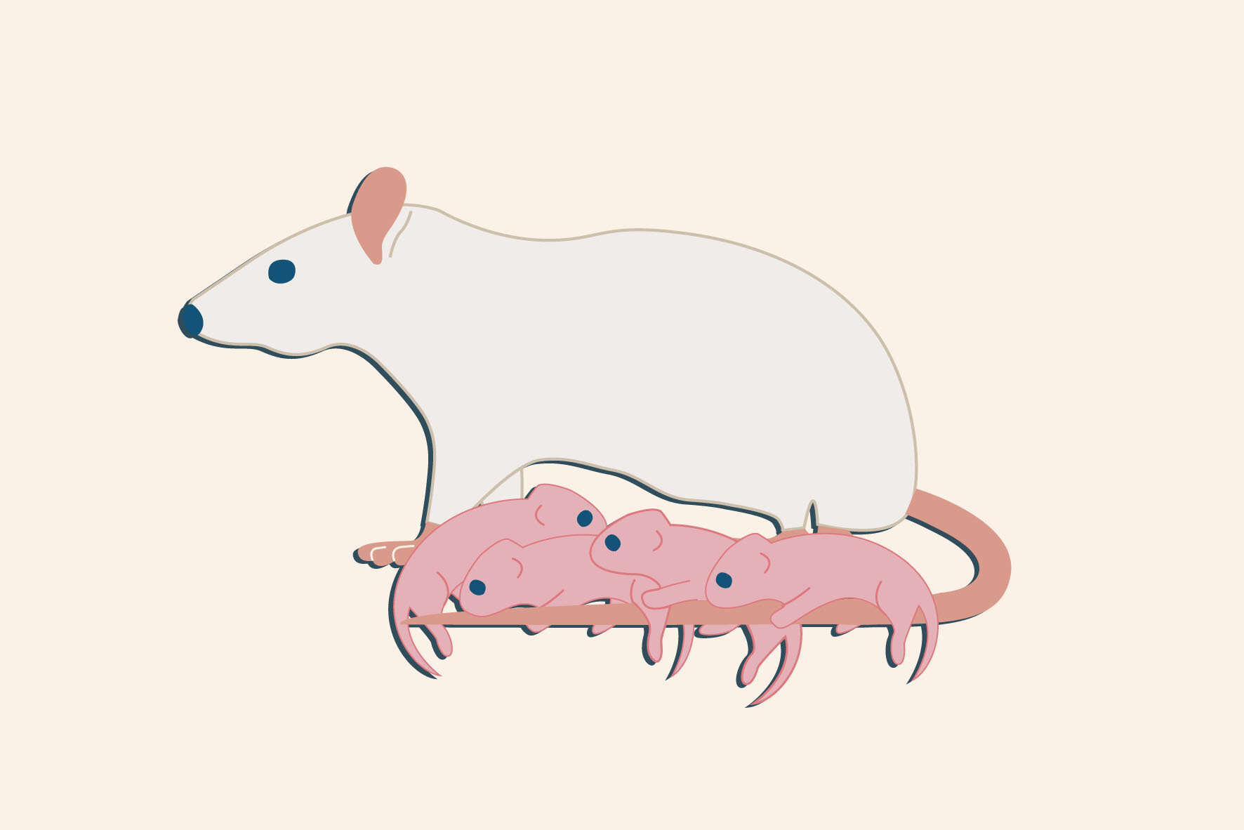 مدل رحم اجاره ای