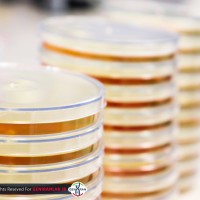 پلیت کشت باکتری