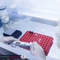 Real-Time PCR