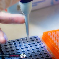 Real-Time PCR Real-Time PCR