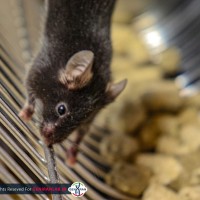 موش آزمایشگاهی